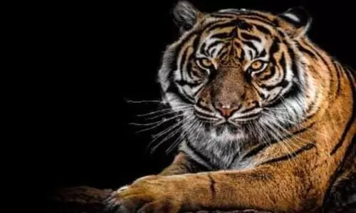 വരുന്നു, കടുവകൾക്ക്​ അഭയ പരിചരണ കേന്ദ്രം