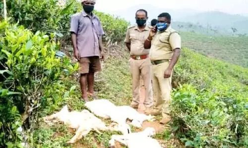 ചെന്നായ്ക്കളുടെ ആക്രമണത്തിൽ എട്ട്​ ആടുകൾ ചത്തു