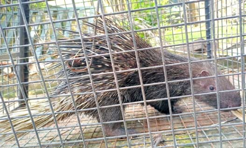 ന​ഗ​ര​ത്തി​ൽ മു​ള്ള​ൻ പ​ന്നി; പി​ടി​കൂ​ടി കാ​ടു​ക​യ​റ്റി