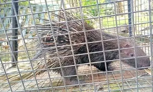 ന​ഗ​ര​ത്തി​ൽ മു​ള്ള​ൻ പ​ന്നി; പി​ടി​കൂ​ടി കാ​ടു​ക​യ​റ്റി