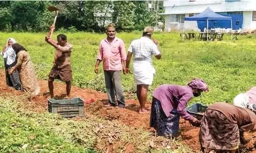 വരുമാനം നിലച്ചു: മണ്ണിലിറങ്ങിയ കുടുംബത്തിന്​ കൂർക്ക കൃഷിയിൽ നൂറുമേനി