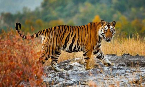 നെയ്യാർ സഫാരി പാർക്കിലെ കൂട്ടിൽ നിന്ന് രക്ഷപ്പെട്ട കടുവയെ പിടികൂടാൻ ശ്രമം തുടരുന്നു