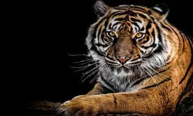 വരുന്നു, കടുവകൾക്ക് അഭയ പരിചരണ കേന്ദ്രം വരുന്നു, കടുവകൾക്ക് അഭയ പരിചരണ കേന്ദ്രം