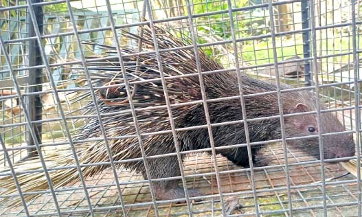 നഗരത്തിൽ മുള്ളൻ പന്നി; പിടികൂടി കാടുകയറ്റി നഗരത്തിൽ മുള്ളൻ പന്നി; പിടികൂടി കാടുകയറ്റി