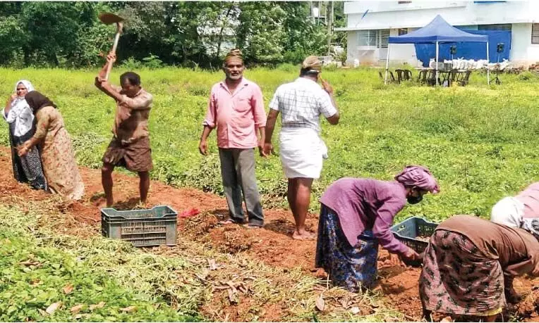 വരുമാനം നിലച്ചു: മണ്ണിലിറങ്ങിയ കുടുംബത്തിന് കൂർക്ക കൃഷിയിൽ നൂറുമേനി വരുമാനം നിലച്ചു: മണ്ണിലിറങ്ങിയ കുടുംബത്തിന് കൂർക്ക കൃഷിയിൽ നൂറുമേനി