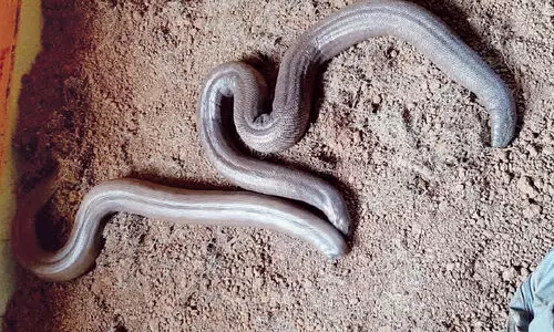 വിൽപനക്ക്​ സൂക്ഷിച്ച ഇരുതലമൂരികളെ പിടികൂടി