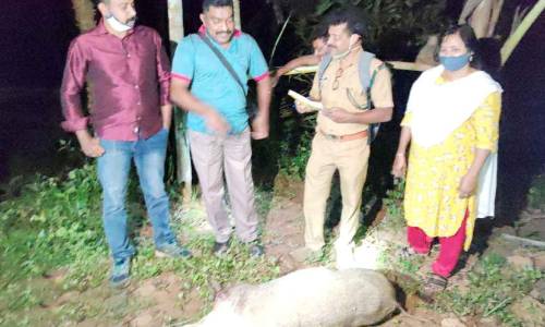 ചാത്തമംഗലത്ത് രണ്ടു കാട്ടുപന്നികളെ വെടിവെച്ചുകൊന്നു