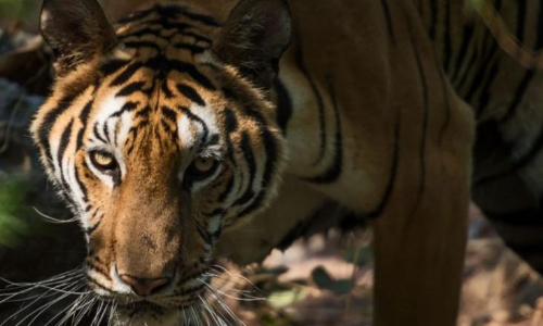 മക്കിമലയിൽ കടുവ പശുവിനെ കടിച്ചുകൊന്നു