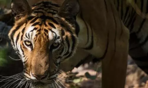 മക്കിമലയിൽ കടുവ പശുവിനെ കടിച്ചുകൊന്നു