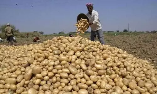സവാളവിലക്ക്​ പിന്നാലെ ഉരുളകിഴങ്ങും; ഒരു വർഷത്തിനിടെ ഇരട്ടിവില