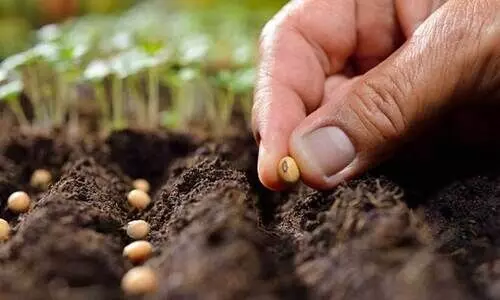 പച്ചക്കറി കൃഷിക്ക് ഒരുങ്ങുകയാണോ? വിത്ത് മുളപ്പിക്കുമ്പോൾ ശ്രദ്ധിക്കേണം ഇക്കാര്യങ്ങൾ