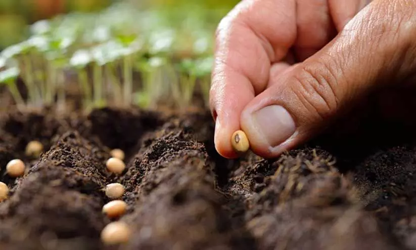 പച്ചക്കറി കൃഷിക്ക് ഒരുങ്ങുകയാണോ? വിത്ത് മുളപ്പിക്കുമ്പോൾ ശ്രദ്ധിക്കേണം ഇക്കാര്യങ്ങൾ