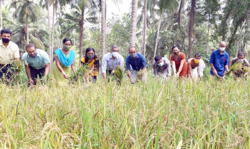 കരനെല്‍ കൃഷിയില്‍ ഹരിതയുടെ ഹരിതവിപ്ലവം