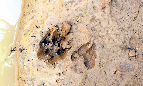 വലമ്പൂർ വലിയപറമ്പിൽ പുലിയെ കണ്ടെന്ന്​