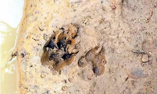 വലമ്പൂർ വലിയപറമ്പിൽ പുലിയെ കണ്ടെന്ന്​