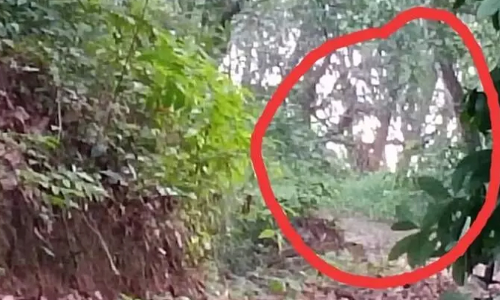 കൂട്ടിലടച്ച കടുവയെ കണ്ടത്​ പാറപ്പുറത്ത്​; ഭയപ്പെട്ട നിമിഷങ്ങൾ പങ്കു​െവച്ച്​ വനപാലകർ