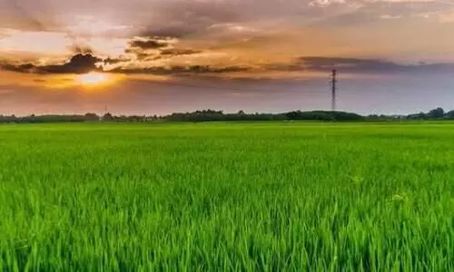 നെൽവയലിന് ഹെക്ടറിന് വർഷം 2000 രൂപ റോയൽറ്റി: ലഭിച്ചത് 77,057 അപേക്ഷകൾ നെൽവയലിന് ഹെക്ടറിന് വർഷം 2000 രൂപ റോയൽറ്റി: ലഭിച്ചത് 77,057 അപേക്ഷകൾ