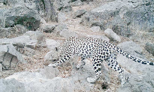 ദോഫാറിൽ അറേബ്യൻ പുള്ളിപ്പുലിയുടെ സാന്നിധ്യം സ്​ഥിരീകരിച്ചു