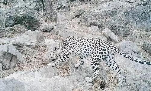 ദോഫാറിൽ അറേബ്യൻ പുള്ളിപ്പുലിയുടെ സാന്നിധ്യം സ്​ഥിരീകരിച്ചു