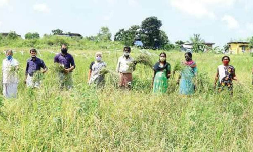 പുന്നെല്ലി​െൻറ വിള സമൃദ്ധിയിൽ ചെങ്ങറ കുടുംബങ്ങൾ