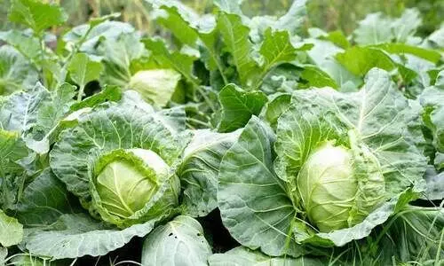 ശൈത്യകാല പച്ചക്കറി കൃഷിക്ക് ഒരുങ്ങാം