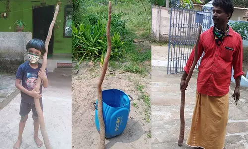 നാലര അടി നീളമുള്ള മരച്ചീനി