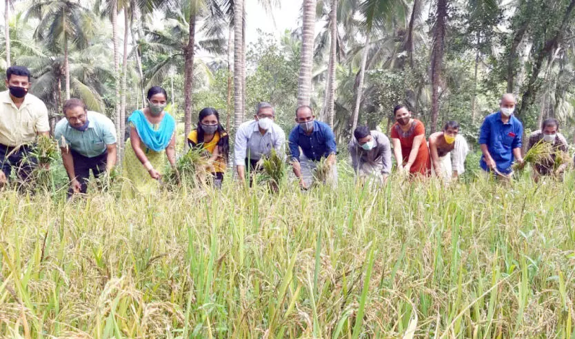 കരനെല്‍ കൃഷിയില്‍ ഹരിതയുടെ ഹരിതവിപ്ലവം