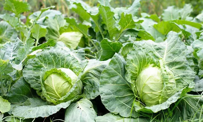 ശൈത്യകാല പച്ചക്കറി കൃഷിക്ക് ഒരുങ്ങാം ശൈത്യകാല പച്ചക്കറി കൃഷിക്ക് ഒരുങ്ങാം