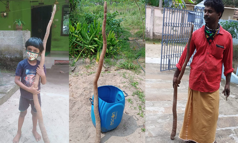 നാലര അടി നീളമുള്ള മരച്ചീനി നാലര അടി നീളമുള്ള മരച്ചീനി