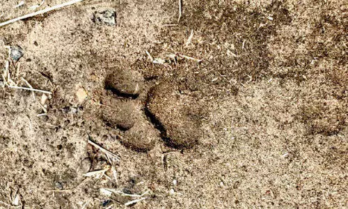 കടുവപ്പേടിയിൽ ബീനാച്ചി; നടപടി വേണമെന്ന് നാട്ടുകാർ