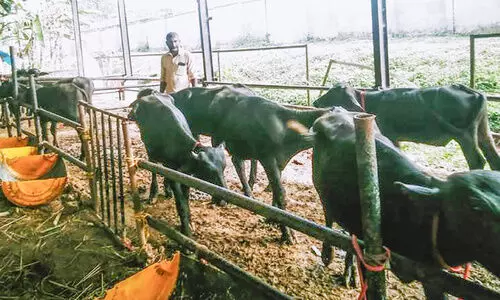 സര്‍വിസുകള്‍ പ്രതിസന്ധിയില്‍: രണ്ട് ബസും ഷെഡില്‍; പോത്ത്​ കച്ചവടത്തിന്​ ഡബിൾബെൽ