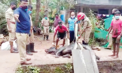 തോട്ടിൽ വീണ പശുവിനെ ഫയർഫോഴ്സ് രക്ഷപ്പെടുത്തി