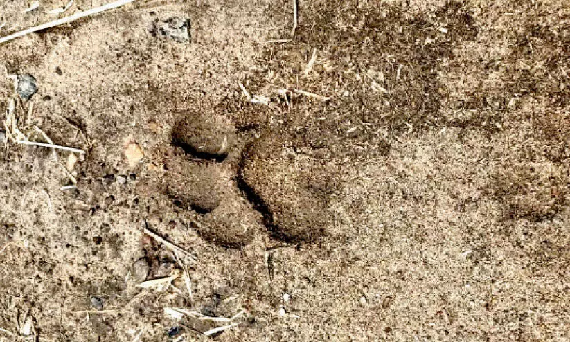 കടുവപ്പേടിയിൽ ബീനാച്ചി; നടപടി വേണമെന്ന് നാട്ടുകാർ