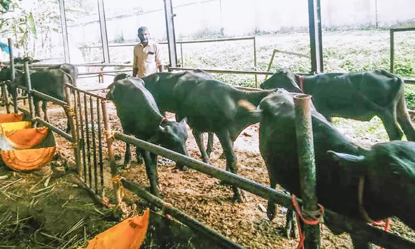 സര്വിസുകള് പ്രതിസന്ധിയില്: രണ്ട് ബസും ഷെഡില്; പോത്ത് കച്ചവടത്തിന് ഡബിൾബെൽ സര്വിസുകള് പ്രതിസന്ധിയില്: രണ്ട് ബസും ഷെഡില്; പോത്ത് കച്ചവടത്തിന് ഡബിൾബെൽ