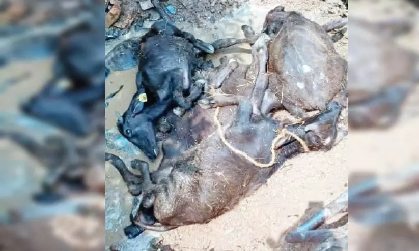 മിണ്ടാപ്രാണികളോട് എന്തിനീ ക്രൂരത... മിണ്ടാപ്രാണികളോട് എന്തിനീ ക്രൂരത...