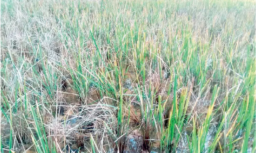 കതിരിടാറായ നെൽകൃഷിക്ക് കീടബാധ: വെട്ടിലായി കർഷകർ കതിരിടാറായ നെൽകൃഷിക്ക് കീടബാധ: വെട്ടിലായി കർഷകർ