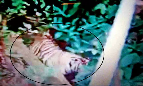 പകലും നാടുചുറ്റി ബീനാച്ചിയിൽ കടുവകൾ