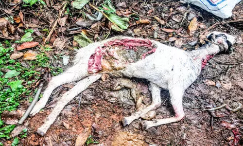 കക്കാട്ടൂരിൽ അജ്ഞാത ജീവി ആടിനെ കൊന്നുതിന്നു