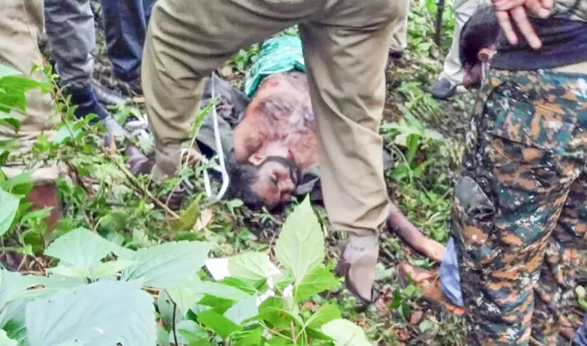 വയനാടൻ കാടുകളിൽ വീണ്ടും വെടിയൊച്ച