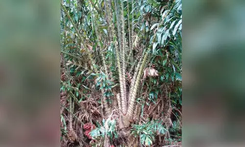 സലാകിന്​ മധുരമേറെ, പക്ഷെ വന്യമൃഗങ്ങൾ വേലി ചാടില്ല