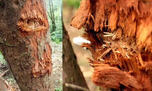 മാവോവാദി സാന്നിധ്യം; അടിസ്ഥാന വിഷയങ്ങൾ ചർച്ചയാവുന്നില്ല