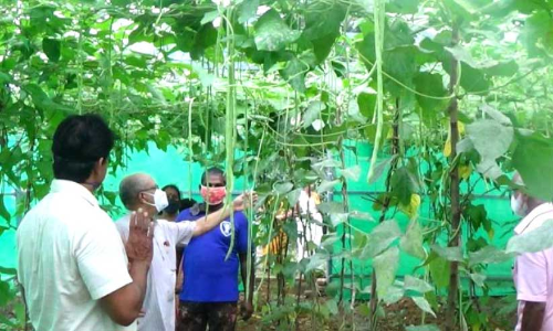 മഴമറ കൃഷി: രാമകൃഷ്ണന്​ ഇരട്ടി വിളവ്