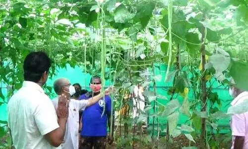 മഴമറ കൃഷി: രാമകൃഷ്ണന്​ ഇരട്ടി വിളവ്