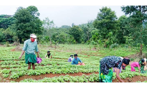 അതിജീവനത്തി​െൻറ സുഭിക്ഷ കേരളമൊരുക്കി അട്ടപ്പാടി