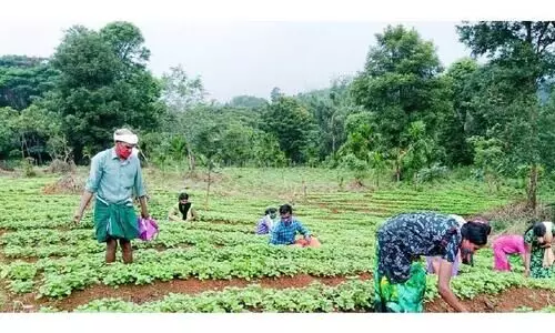 അതിജീവനത്തിെൻറ സുഭിക്ഷ കേരളമൊരുക്കി അട്ടപ്പാടി അതിജീവനത്തിെൻറ സുഭിക്ഷ കേരളമൊരുക്കി അട്ടപ്പാടി