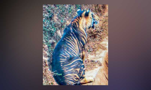 കരിങ്കടുവ.. ക്ലിക്ക്​ഡ്