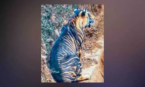 കരിങ്കടുവ.. ക്ലിക്ക്​ഡ്