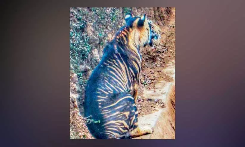 കരിങ്കടുവ.. ക്ലിക്ക്​ഡ്