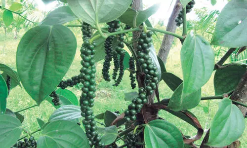 വിലയും വിളവുമില്ല; പ്രതിസന്ധിയുടെ നടുക്കയത്തിൽ കുരുമുളക് കർഷകർ