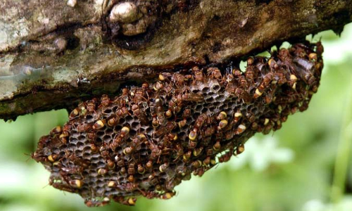 കടന്നൽ കുത്തേറ്റ് ആറുപേർക്ക് പരിക്ക്​